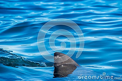 Shark fin above water. Stock Photo