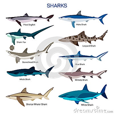 Shark fish vector set in flat style design. Different kind of sharks species icons collection. Vector Illustration