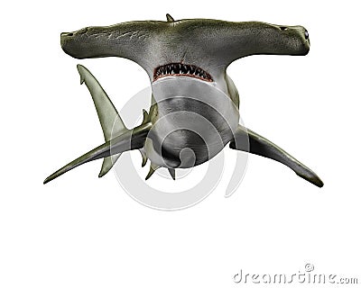 Shark hammerhead in white background Stock Photo