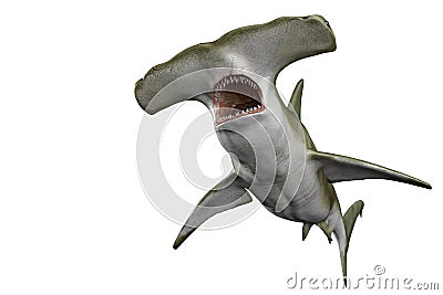 Shark hammerhead in white background Stock Photo