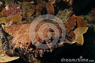 Shark having a rest Stock Photo