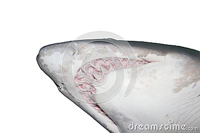 Shark head close up Stock Photo