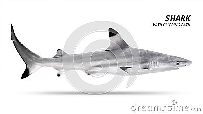 Shark isolated on white background. Blacktip fish. Clipping path Stock Photo