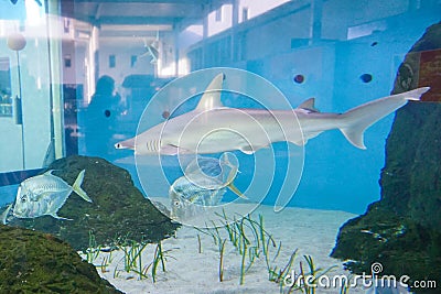 Shark and LOOKDOWN FISH (Selene vomer) Stock Photo