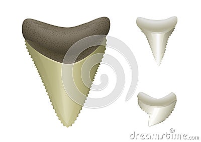 Shark's teeth. Megalodon, Great, Tiger Shark Vector Illustration