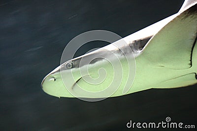 Shark swimming underwater Stock Photo