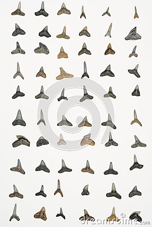 Shark Teeth Stock Photo