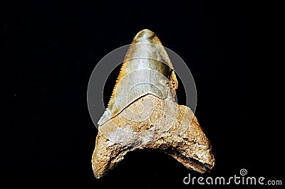 Shark tooth Stock Photo