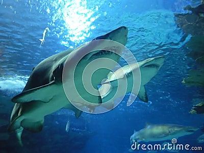 Sharks Stock Photo