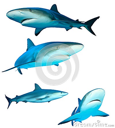 Sharks Stock Photo