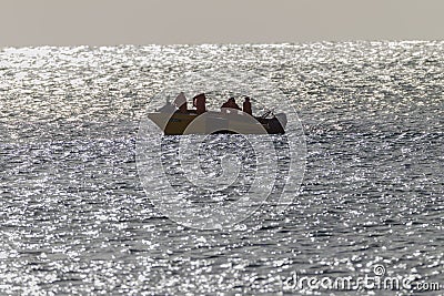 Sharks Board SkiBoat Ocean Editorial Stock Photo