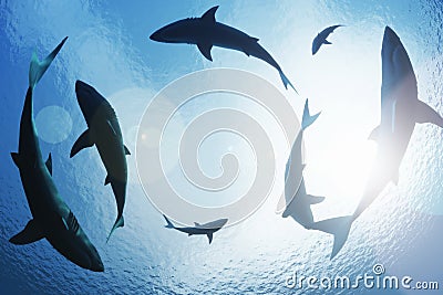 Sharks circling from above Stock Photo