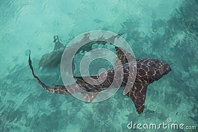 Sharks circling from above Stock Photo