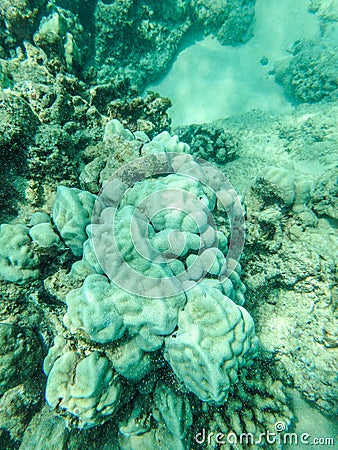 Sharks cove snorkeling in oahu hawaii north shore Stock Photo