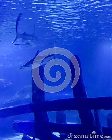 Sharks In The Deep Blue Stock Photo