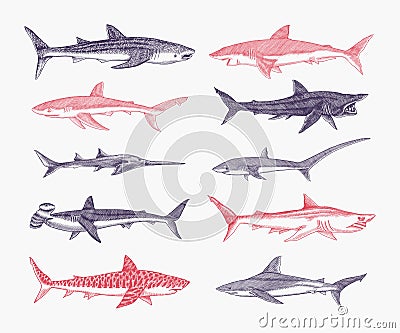 Sharks set.Great white shark, Sixgill sawshark. Basking Sand Tiger Hammerhead Thresher Atlantic Bull Mackerel Whale Blue Vector Illustration