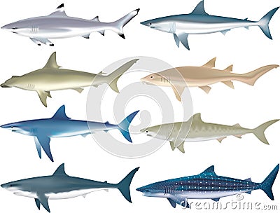 Sharks Species Vector Illustration