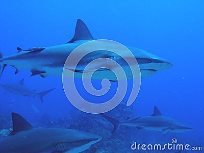 Sharks swimming by reef Stock Photo