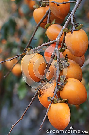 Sharon Fruit Stock Photo