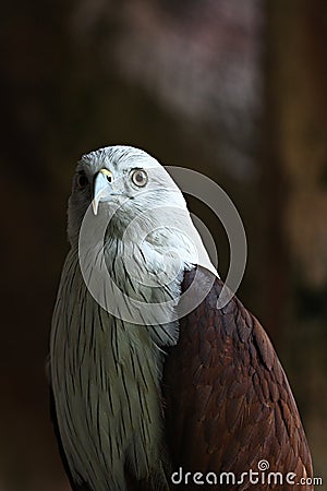 The sharp gaze of the eagle's eyes Stock Photo