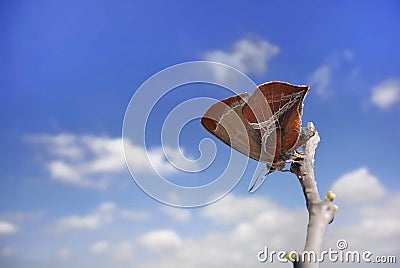 Sharp gray butterfly on sky Stock Photo