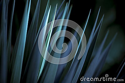 Sharp Leaves Blue Yucca Stock Photo