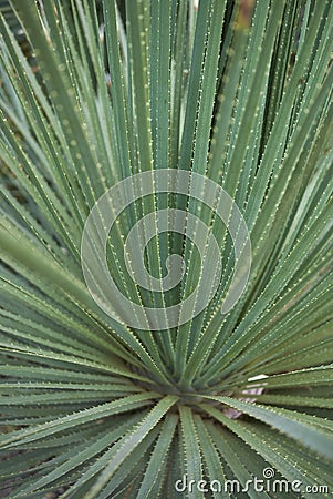 Dasylirion serratifolium close up Stock Photo