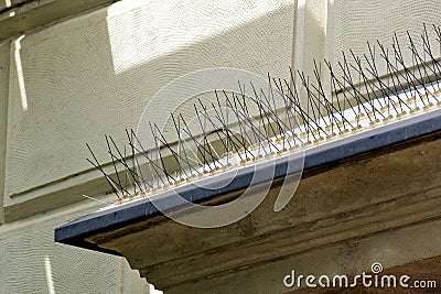 metal spike anti-roosting or bird prevention and repellent strip. bird control concept. Stock Photo