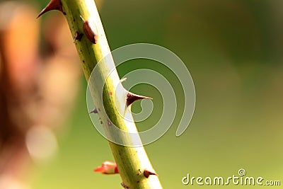 Sharp rose thorn on stalk in the garden Stock Photo
