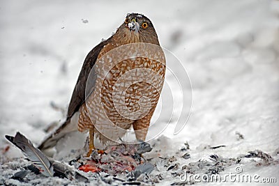 Sharp-shinned Hawk Stock Photo