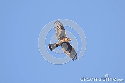 Sharp-shinned Hawk In Flight Stock Photo