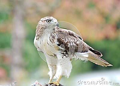 An immature Cooper's hawk pauses in its feeding Stock Photo