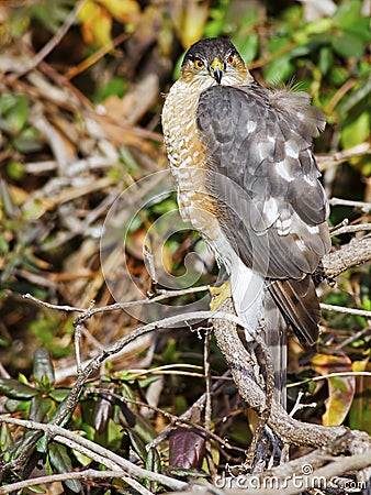 Sharp-shinned Hawk Stock Photo