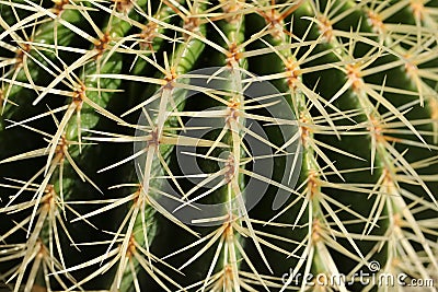 Sharp spines of barrel cactus Stock Photo