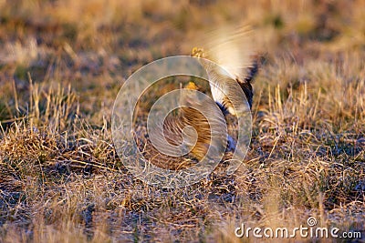 Sharp-tailed Grouse Fight on Lek 700306 Stock Photo