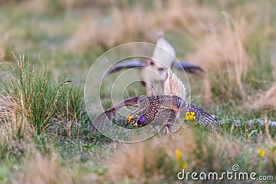 Sharp-Tailed Grouse Lek Stock Photo