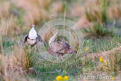 Sharp-Tailed Grouse Lek Stock Photo