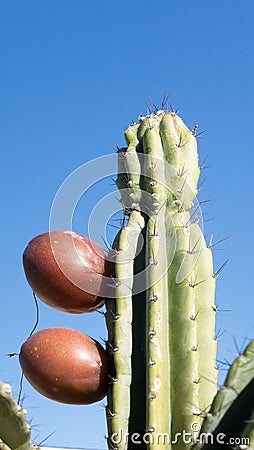Sharp Thorns and Red Cereus Repandus Cactus Fruits Stock Photo