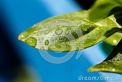 Sharp water drops on large green leaf contrasting to blue background Stock Photo