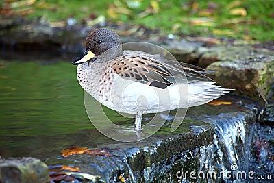 Sharp Winged Teal Stock Photo