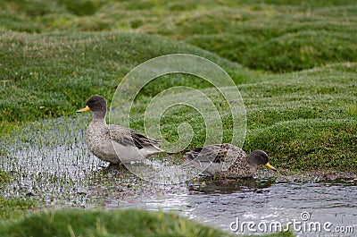 Sharp-winged teals Anas flavirostris oxyptera on a pond. Stock Photo