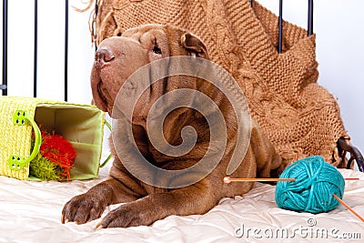 Sharpay on the bed Stock Photo