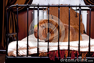 Sharpay on the bed Stock Photo