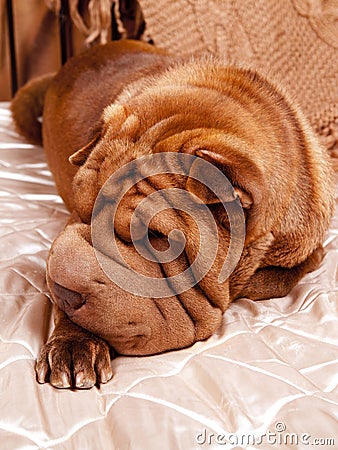 Sharpay on the bed Stock Photo