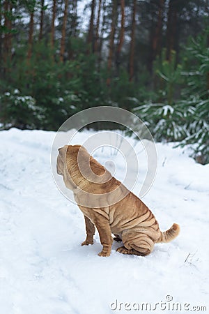 Sharpay sits in the winter in the coniferous forest. walk in the winter fir forest Stock Photo