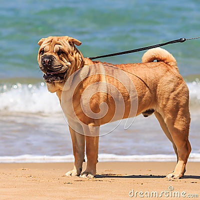 Sharpay for a walk at the sea Stock Photo