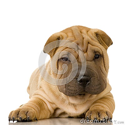 Sharpei Stock Photo