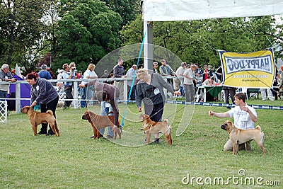 Sharpei cacib dogshow Editorial Stock Photo