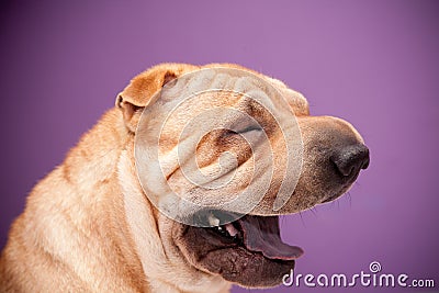 Sharpei dog Stock Photo