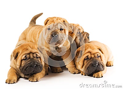 Sharpei puppies Stock Photo